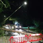 A fallen tree has closed a Mildenhall road