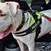 Dave the XL Bully, who Suffolk Animal Rescue are 'desperate' to rehome before the new laws come in