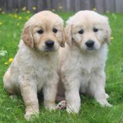 Guide Dogs are looking for people in Suffolk to help raise guide dog puppies