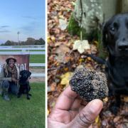 Oscar the Black Labrador from Orford was showing off his truffle-hunting skills in East Sussex over the weekend. Image: Nina Roe