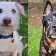 Could you give these dogs their forever homes in Suffolk?
