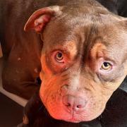 Two-year-old XL Bully, Meech, who has just 48 hours to find a home before the ban is brought in