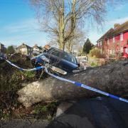 A huge tree was felled in Nacton Road in Ipswich