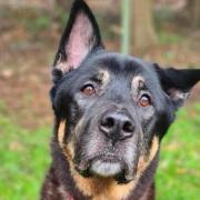Junior is looking for a home for his retirement