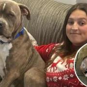 Vanessa Rodgers, of Debenham, adopted Nigel the XL Bully from Suffolk Animal Rescue before the ban was introduced