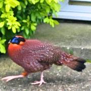 People living in Elmswell spotted this bird wandering through their gardens