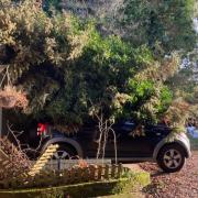 The tree covering the car in Finningham