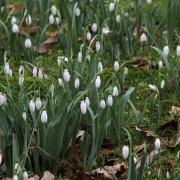 National Trust has revealed the best places to see snowdrops this winter