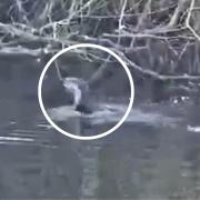 An otter was spotted swimming in the River Lark