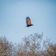 Rare white tailed eagle spotted over west Suffolk