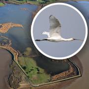 Hazlewood Marshes in Suffolk named among best places to see wildlife in UK