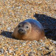 A grey seal colony has become established at Orford Ness.