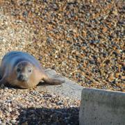 Seeing the seals like this at Orford Ness proved to me how good this job can be sometimes!