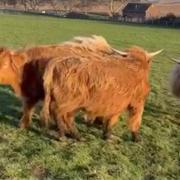 Five Highland Cattle calves are missing from a field in Walberswick