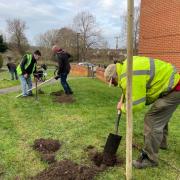 Fruit trees being planted in Hadleigh