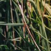 The Norfolk Hawker dragonfly has been spotted in South Devon