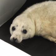 Seal pup being cared for by kind volunteers Photo: John Boyle