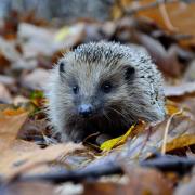 Suffolk's rural hedgehogs are struggling to maintain numbers