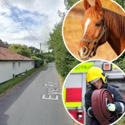 A horse has been rescued after being trapped between two walls in Hoxne