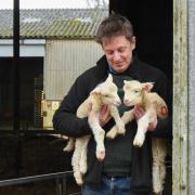Tim Pratt with some lambs