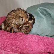 An owl was rescued from a tangle of kite string