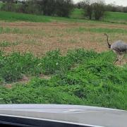 A rhea has been seen in the countryside