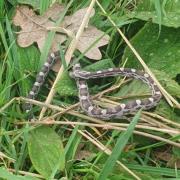 A baby corn snake was found in a Suffolk garden