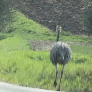 Chris the rhea was spotted in Bedfield today