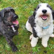 Maisy and Aubrey are looking for their forever home