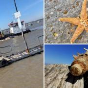 Various sea creatures and other items have washed up on the Suffolk coast over the years