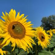 UK growers are becoming more interested in sunflower crops