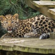 A court heard how a 74-year-old man finally achieved his dream of seeing a leopard in the days before he died. Pictured: An Amur leopard cub which took its first steps at the Yorkshire Wildlife Park in Doncaster, September 2023. Image: PA