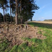 New hedging is being created across the Suffolk peninsulas