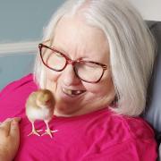 Care home residents hatch chicks in celebration of National Pet Month. Pictured: Resident Jan Wright