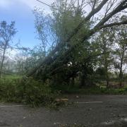 A fallen tree is blocking a road in east Suffolk