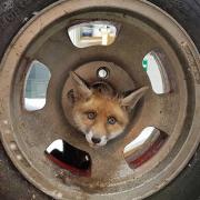 SEWH saved a young fox cub after he got his head stuck in a wheel.