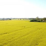 Farmland at Long Thurlow which is up for sale