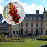 The lily is at Somerleyton Hall Gardens