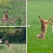 Take a look at these stunning pictures of Suffolk hares fighting in May
