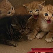 The kittens were found by a forklift truck driver