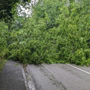 A fallen tree blocking the B1106