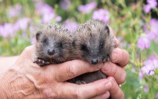 A Suffolk house builder has joined the prickly preservation effort by establishing 'Hedgehog Highways' throughout their new Woodbridge developments.