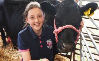 Lucy Bailey, 12, from Sedge Fen, Lakenheath, with Sue Cow her Dexter, at the South Suffolk Show