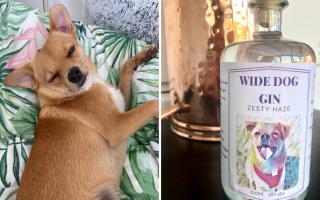 A Bury St Edmunds gin connoisseur has created a new gin named Wide Dog, affectionately named after his porky puppy, to sell in his new converted horse box bar.