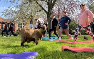 In an hour of goat antics, laughter and soul-healing yoga, our reporter Dolly Carter reviews the goat yoga classes held at Easton Farm Park in Woodbridge.