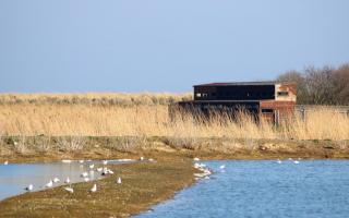 Both RSPB Minsmere and Havergate Island have confirmed there are no cases of Avian Flu at their sites, but they have had some recently