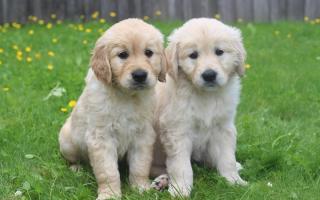 Guide Dogs are looking for people in Suffolk to help raise guide dog puppies