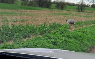 Chris the rhea has been reunited with his owner