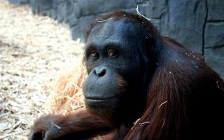 The orangutan enclosure at Colchester Zoo is currently closed