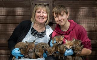 Ten foxes were found in Saxmundham
